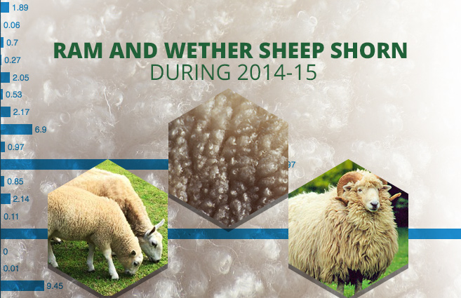 Banner of Ram and Wether Sheep Shorn during 2014-15
