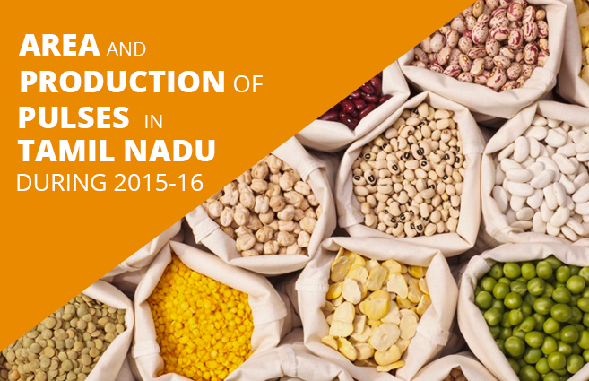 Banner of Area and Production of Pulses in Tamil Nadu during 2015-16