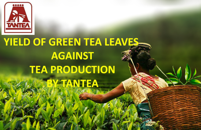 Banner of Yield of Green Tea Leaves against Tea Production by TANTEA