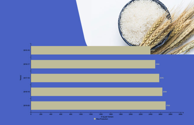 Banner of Rice Production in India from 2015-16 to 2019-20